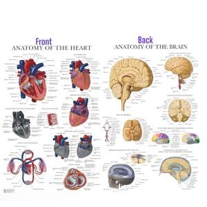 Laminated Anatomy Poster Brain  Anatomical Chart of the Human Brain and heart .